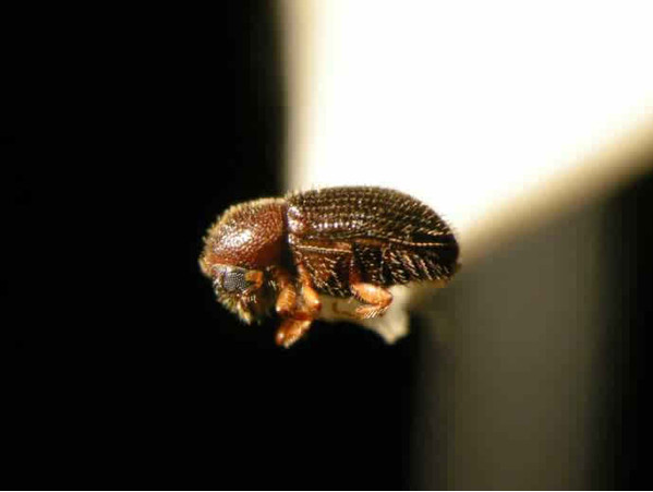 Eating and drinking Lhasa incest beetles in coffee beans