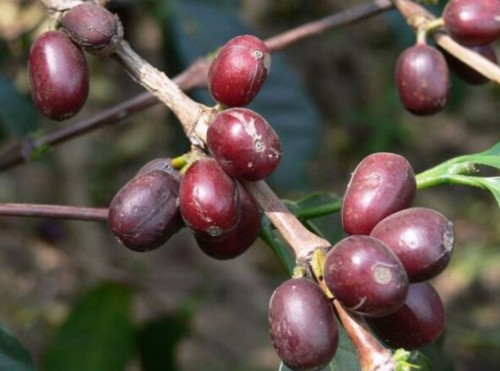 Arabica coffee is in danger of extinction?