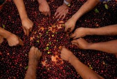 The processing and roasting of coffee.