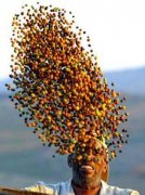 Coffee trees grow around the equator.