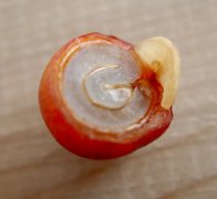 Cross section of fresh coffee beans to illustrate the common sense of coffee beans