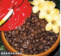 The price of wild coffee is better than gold, natural coffee.