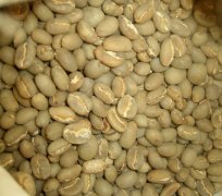 Indonesia's national treasure coffee bean Tonaga Toraja