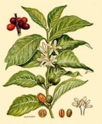 There are about 60 species of coffee plants in the world.