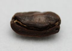 Coffee beans: the selection and purchase of high quality coffee beans