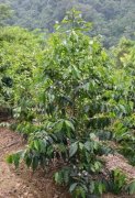 Coffee bean growth process coffee tree, coffee flower, coffee fruit