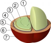 The Anatomy of Coffee-the structure of Coffee