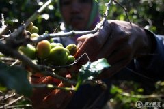 The top coffee in the world is produced in this way.