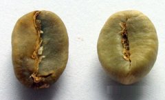 Comparison between Arabica and Robbins Tadou