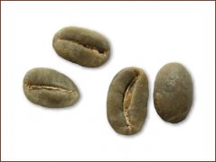 Coffee bean illustration Terbika coffee bean picture