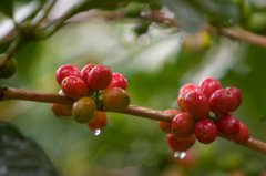 Understand that coffee trees are evergreen shrubs or trees belonging to Rubiaceae.