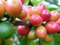 Fine coffee beans basic coffee terminology: unripe beans