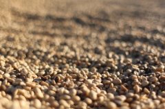 The first step in the processing of coffee beans is the semi-sun treatment of beans