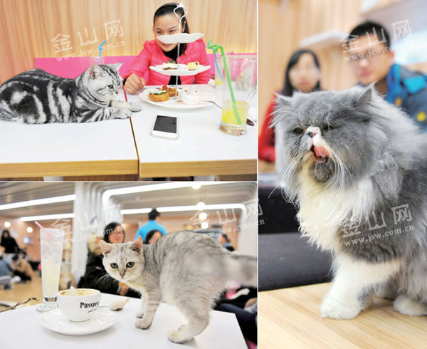 Is there a phenomenon of unlicensed operation in cat-themed cafes?