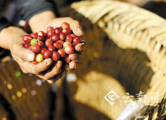 From selling raw materials to making a brand Pu'er Man Laojiang Coffee wants to make a hit in the international market
