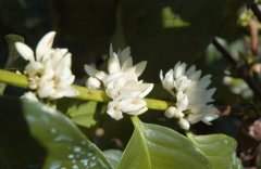 Coffee flowers appreciate where does the real aroma of coffee come from?