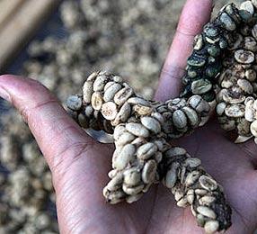 Is Kopi Luwak really the best in coffee?