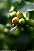 Growth habits and planting techniques of Coffee trees