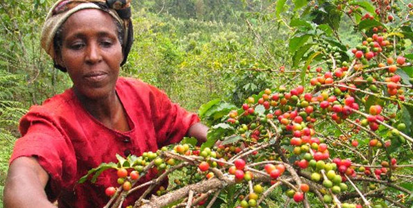 The harvest time of coffee fruit knowledge of growing coffee beans