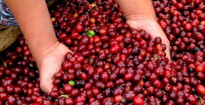 Flavor performance of main Coffee varieties in different countries and regions