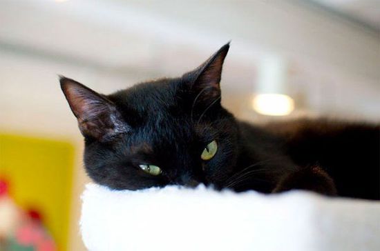 Cat slave paradise! Japan opens the world's first black cat cafe