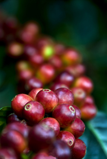 Scientists find Achilles' heel of coffee fruit beetle