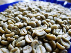 Costa Rican Tarazu washed Kaddura coffee beans fresh issued an order for roasted coffee beans