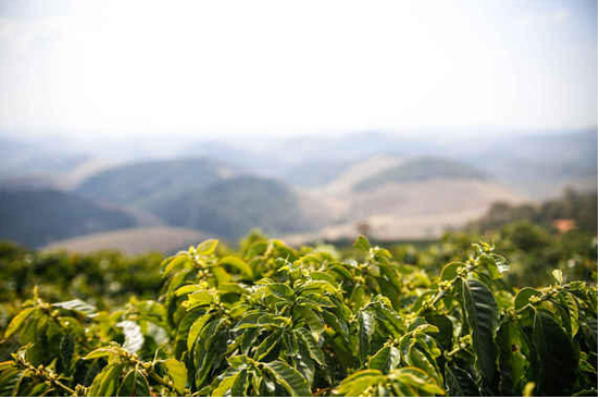 Pu'er Coffee with a sudden rise in China's Coffee Market