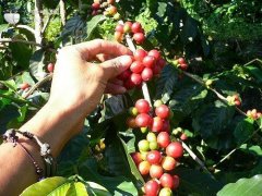 Nicaragua, the coffee producer, ranks first in the world.