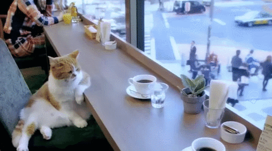 Cats drink coffee in melancholy, netizens follow posts one after another to match the inner play.