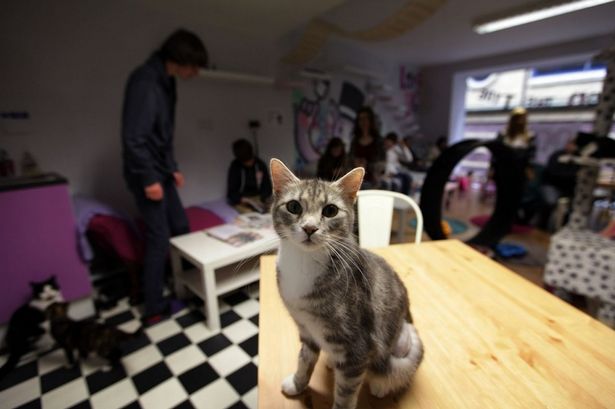 The first cat-themed cafe in the UK opened more briskly than expected.