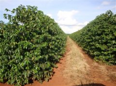 Taiwanese businessmen build Chinese coffee brands in the old revolutionary base areas of the mainland