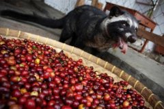 Interpretation of the rumored Kopi Luwak Coffee Coffee