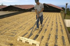 How to choose good coffee beans? Fine Coffee Science