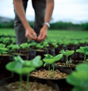 Pu 'er Kannong has been planted into 