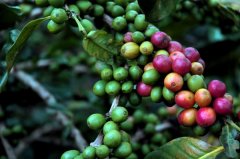 Where do coffee bean brands come from?