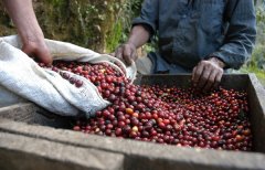 In which areas do coffee beans are produced? Coffee belt