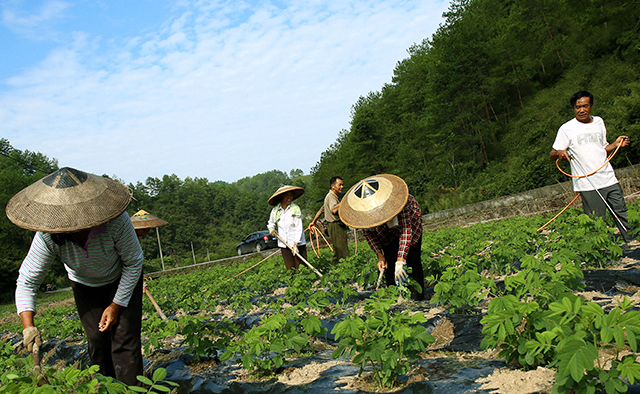 The economic benefit of popularizing and planting coffee in Yunnan is considerable.