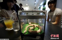 Customers of heavy-flavored coffee shops in Japan enjoy snakes while drinking drinks