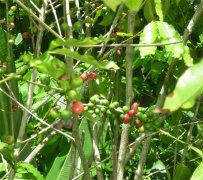 The secret to a century of organic coffee from the Caribbean