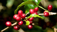 The difference of origin is the factor that affects the taste of coffee, and the key is the difference of coffee beans.