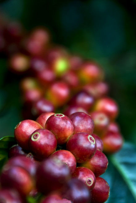 Coffee crisis with tricky tastes and fragile varieties