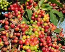 What are the processing procedures for raw coffee beans? Coffee bean treatment