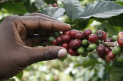 Current situation of Kenyan Coffee in quality Coffee producer Kenya