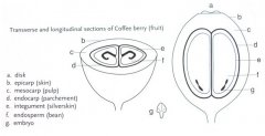 How to distinguish between male and female coffee beans? Coffee male coffee female