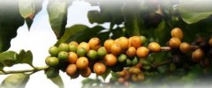Hawaiian Coffee the only state in the United States that produces coffee