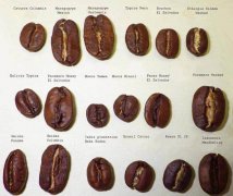 Some key concepts and terms for the classification of coffee defective beans