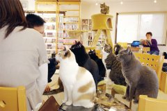 Drinking coffee with cats and relieving stress in cat cafes