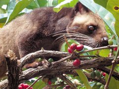 Palm Cats and Coffee beans basic knowledge of Fine Coffee beans