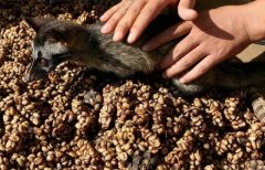 Take stock of the world's most expensive coffee